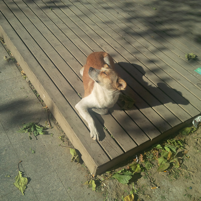 在晒太阳的狗狗